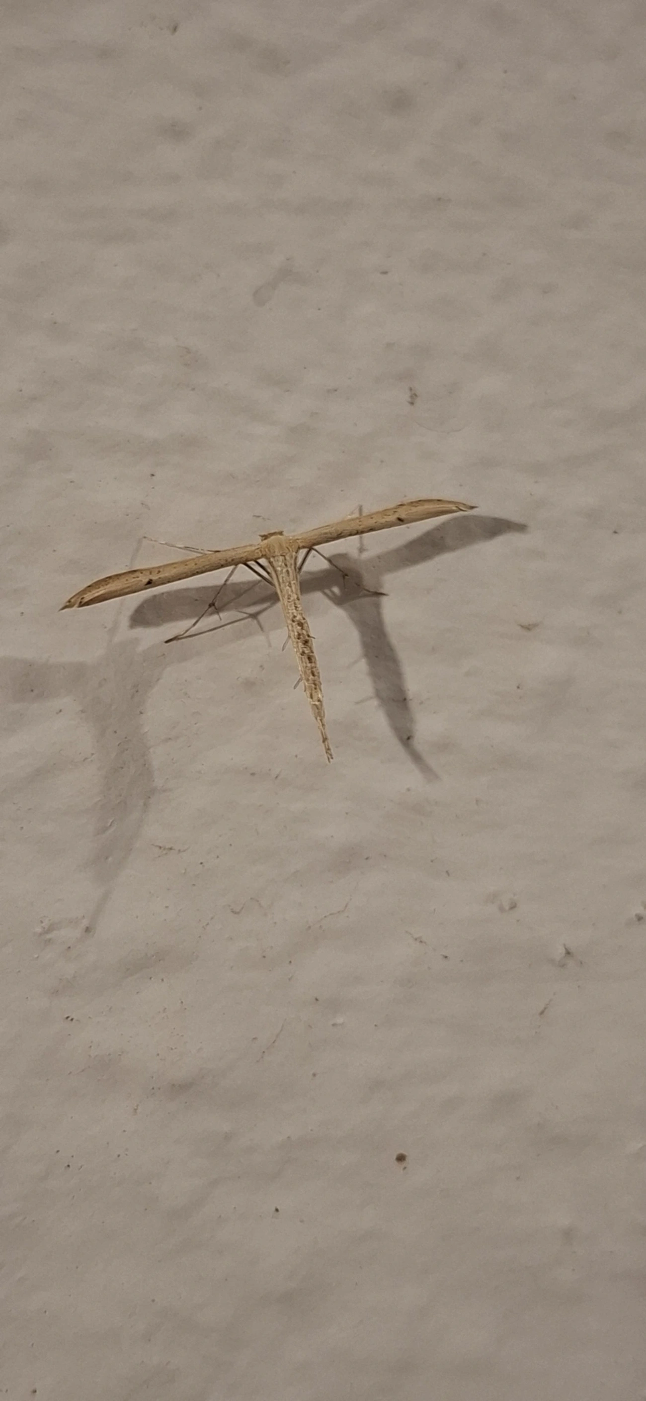 Pterophorinae, insetos, fotografado em Itamonte