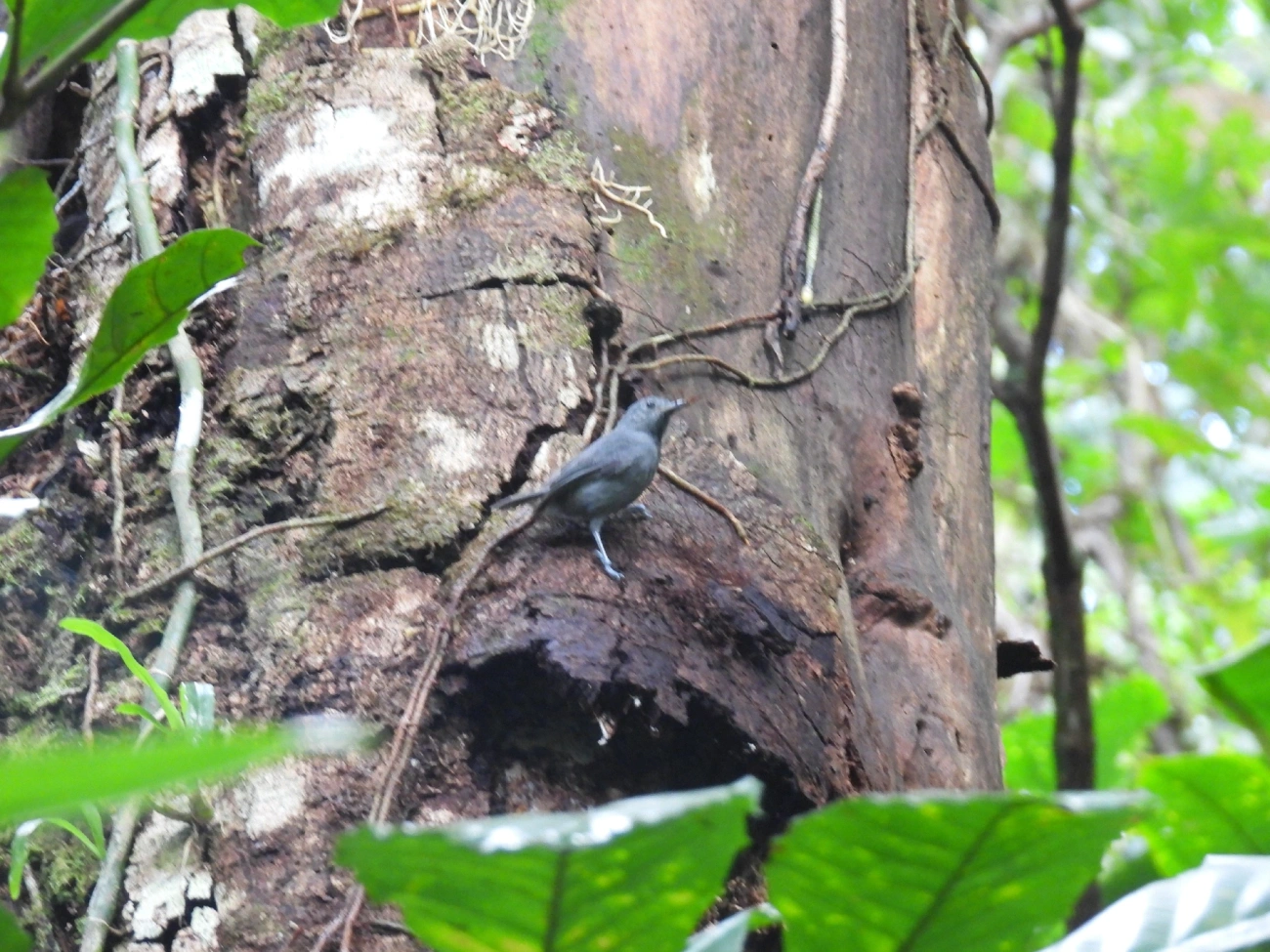 Choquinha-Cinzenta (Myrmotherula unicolor), aves, fotografado em Maresias, São Sebastião
