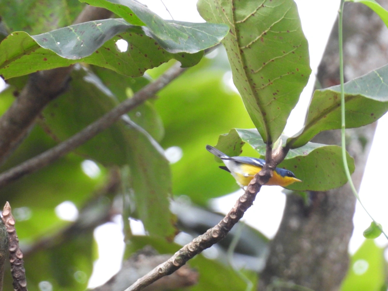 Mariquita (Setophaga pitiayumi), aves, fotografado em Maresias, São Sebastião