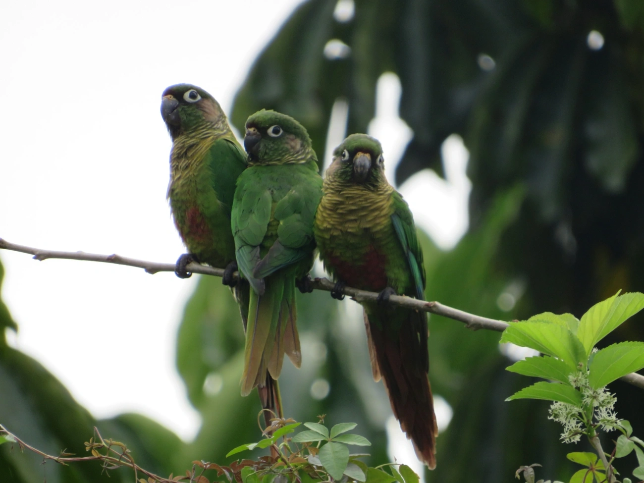 Tiriba-de-testa-vermelha (Pyrrhura frontalis), aves, fotografado em Maresias, São Sebastião