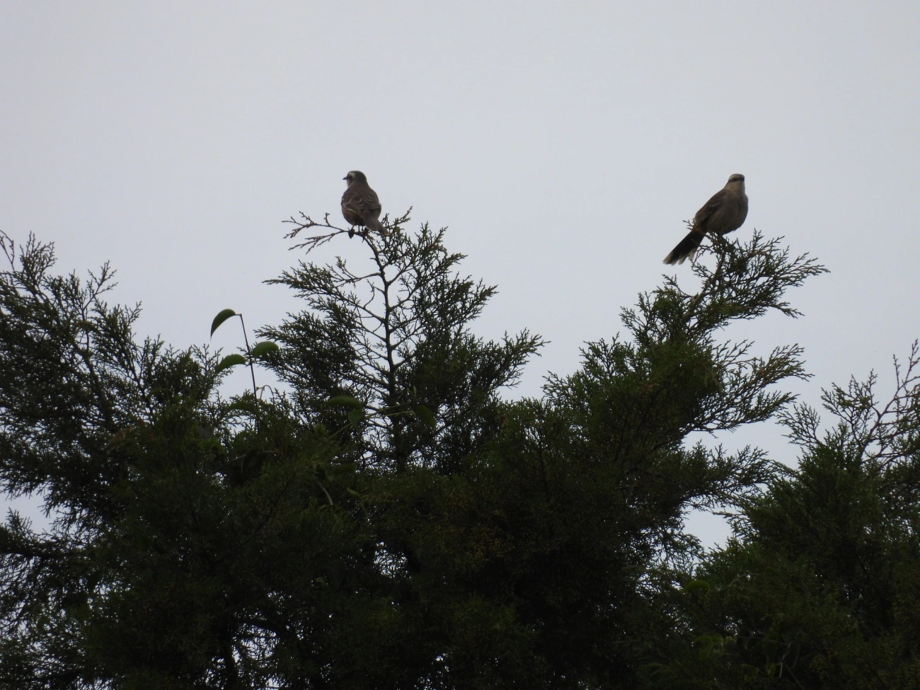Sabiá-do-campo (Mimus saturninus), aves, fotografado em Maromba, Visconde de Mauá