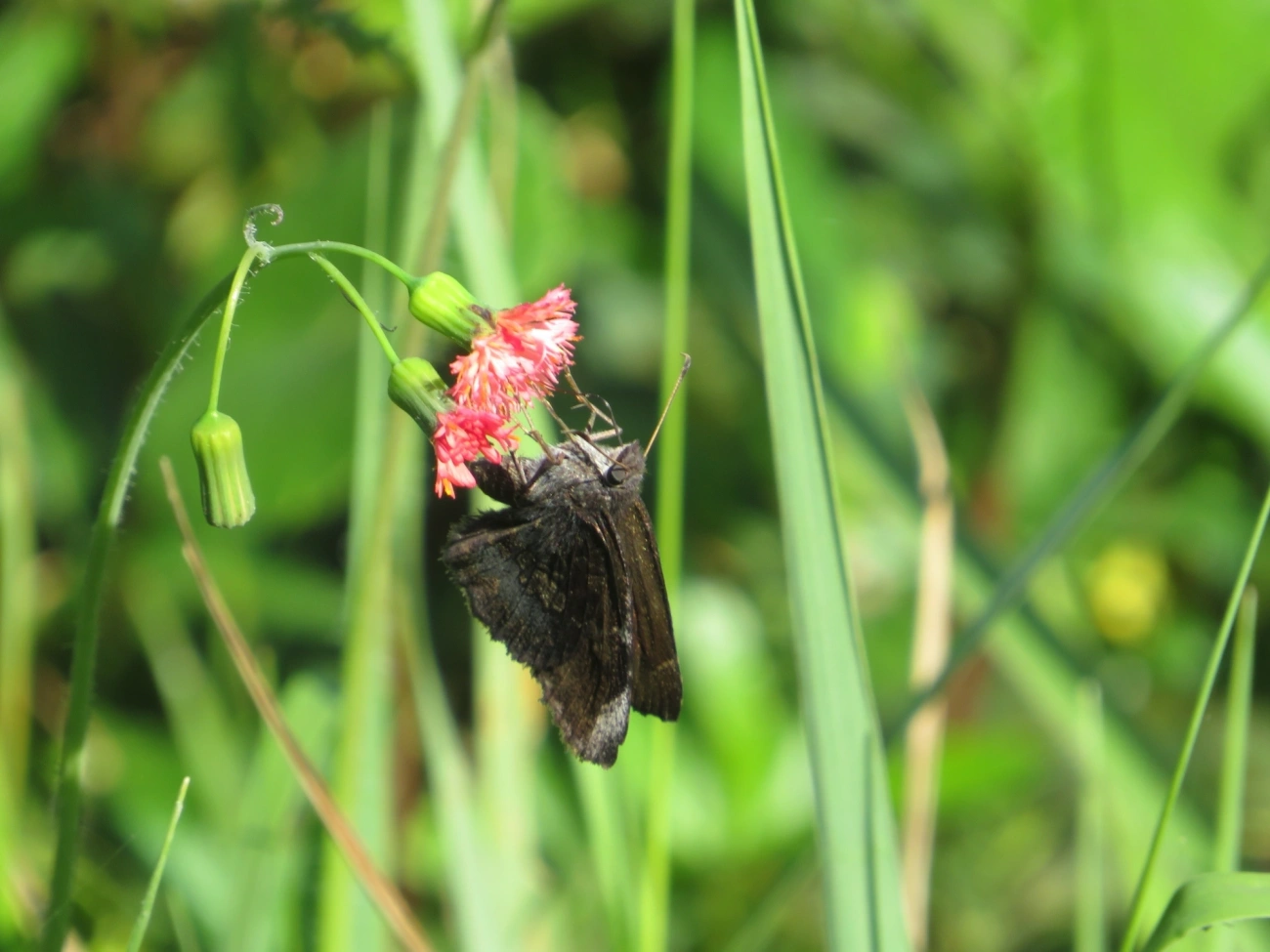 Eudaminae, insetos, fotografado em Maresias, São Sebastião