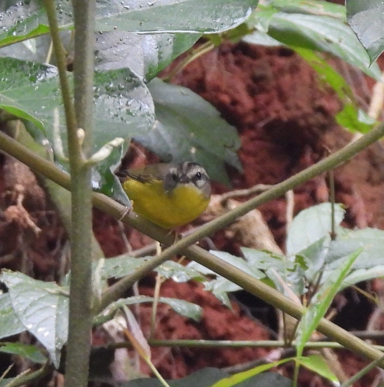 Pula-Pula (Basileuterus culicivorus), aves, fotografado em Guararema