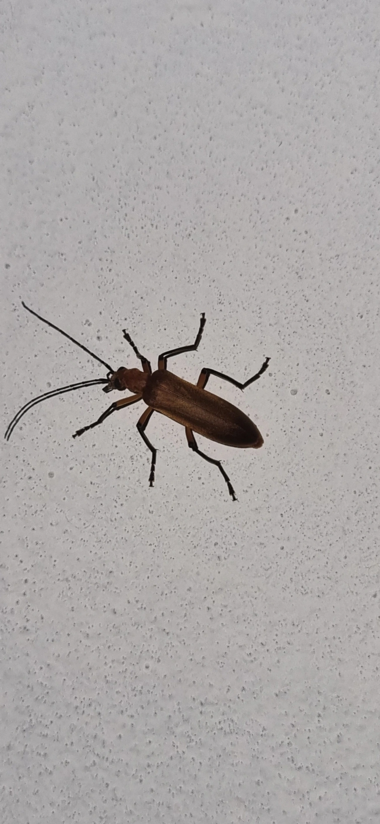 Oxacis, insetos, fotografado em Maresias, São Sebastião