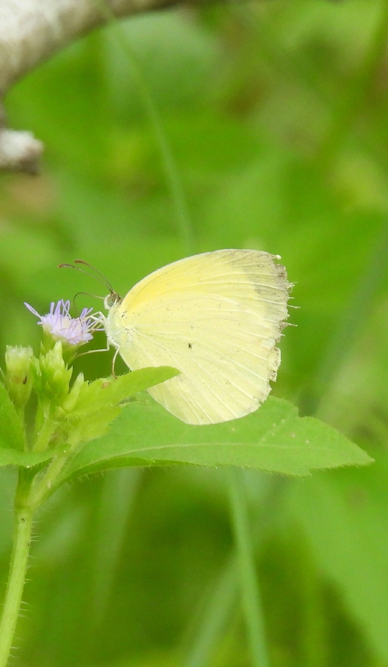 Amarelinha (Eurema nise), insetos, fotografado em Indaiá, Caraguatatuba
