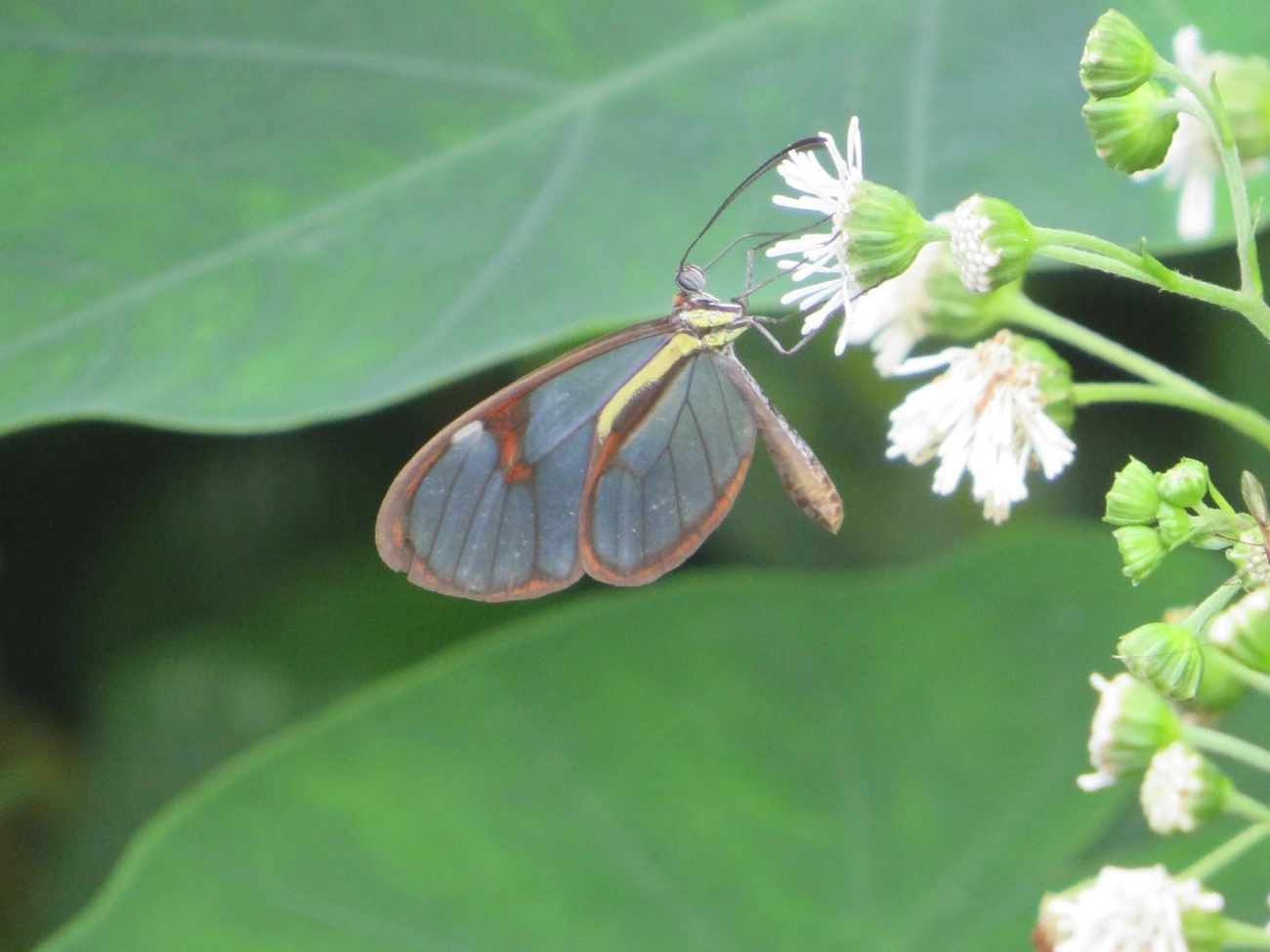Ithomia, insetos, fotografado em Maresias, São Sebastião