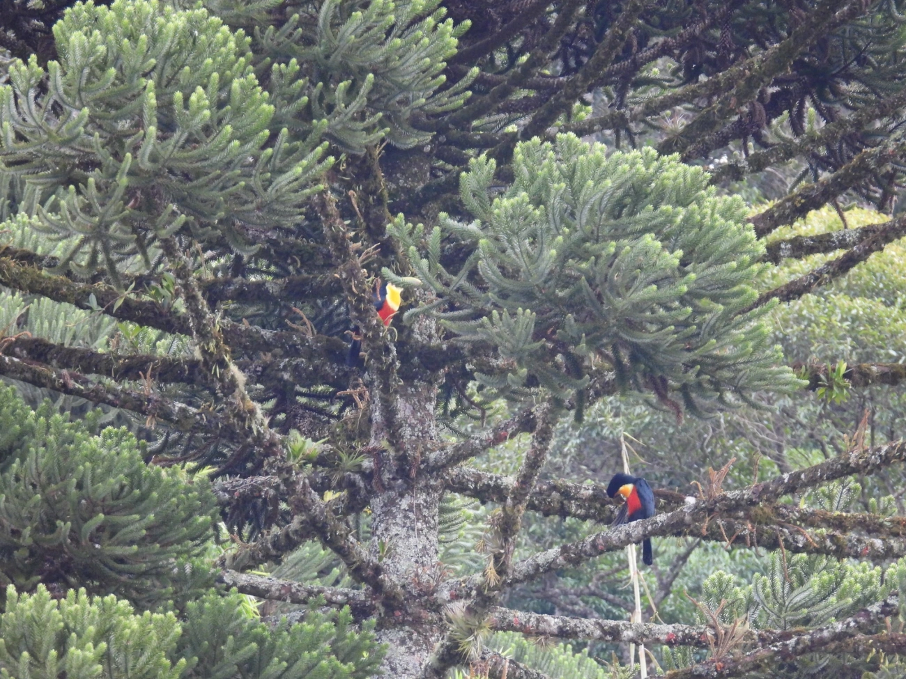 Tucano-de-bico-verde (Ramphastos dicolorus), aves, fotografado em Visconde de Mauá