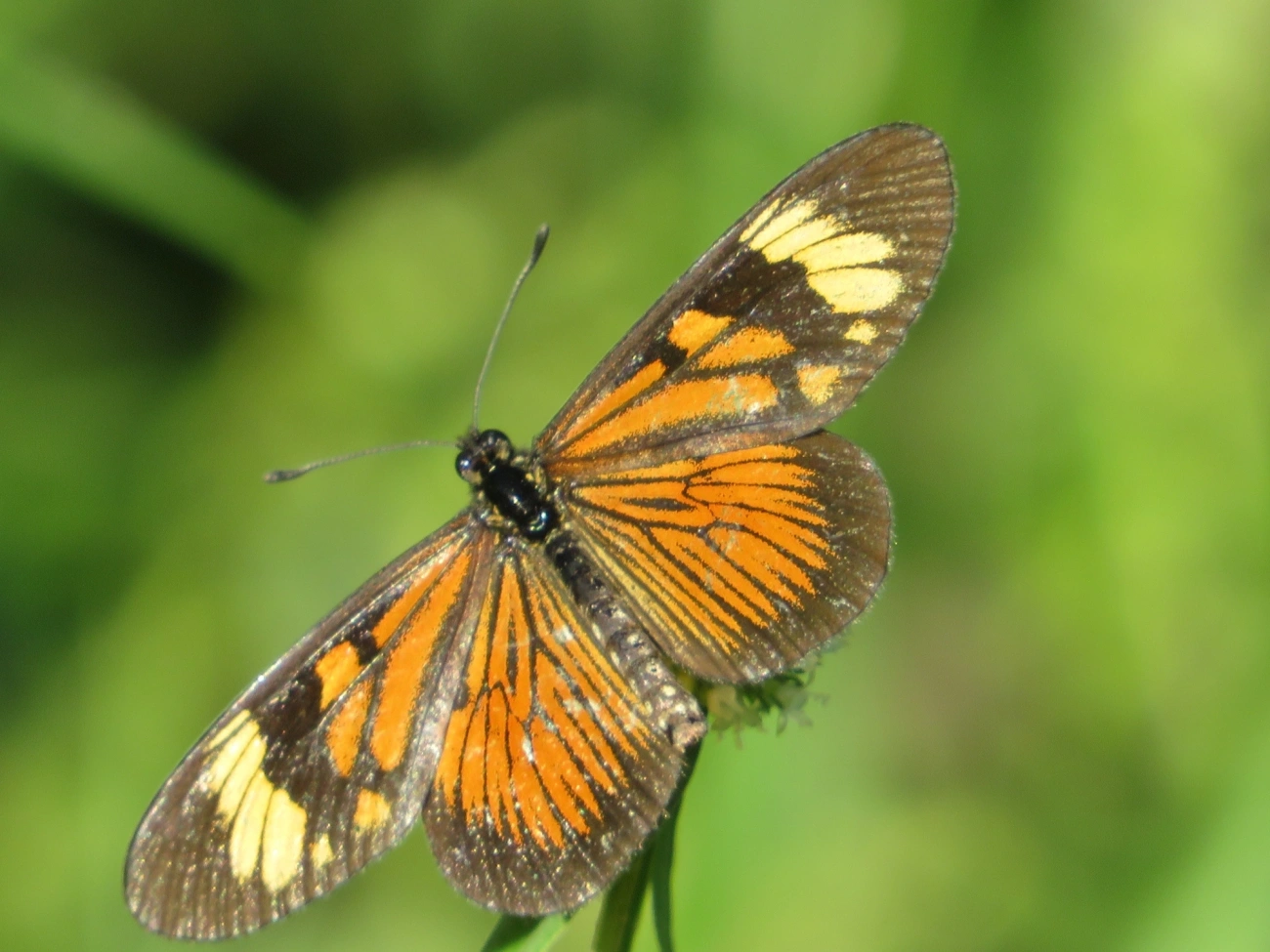Actinotes (Actinote), insetos, fotografado em Maresias, São Sebastião
