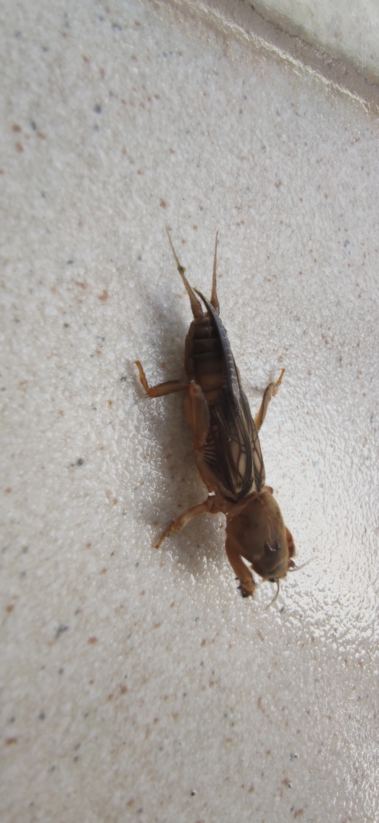 Gryllotalpinae, insetos, fotografado em Maresias, São Sebastião