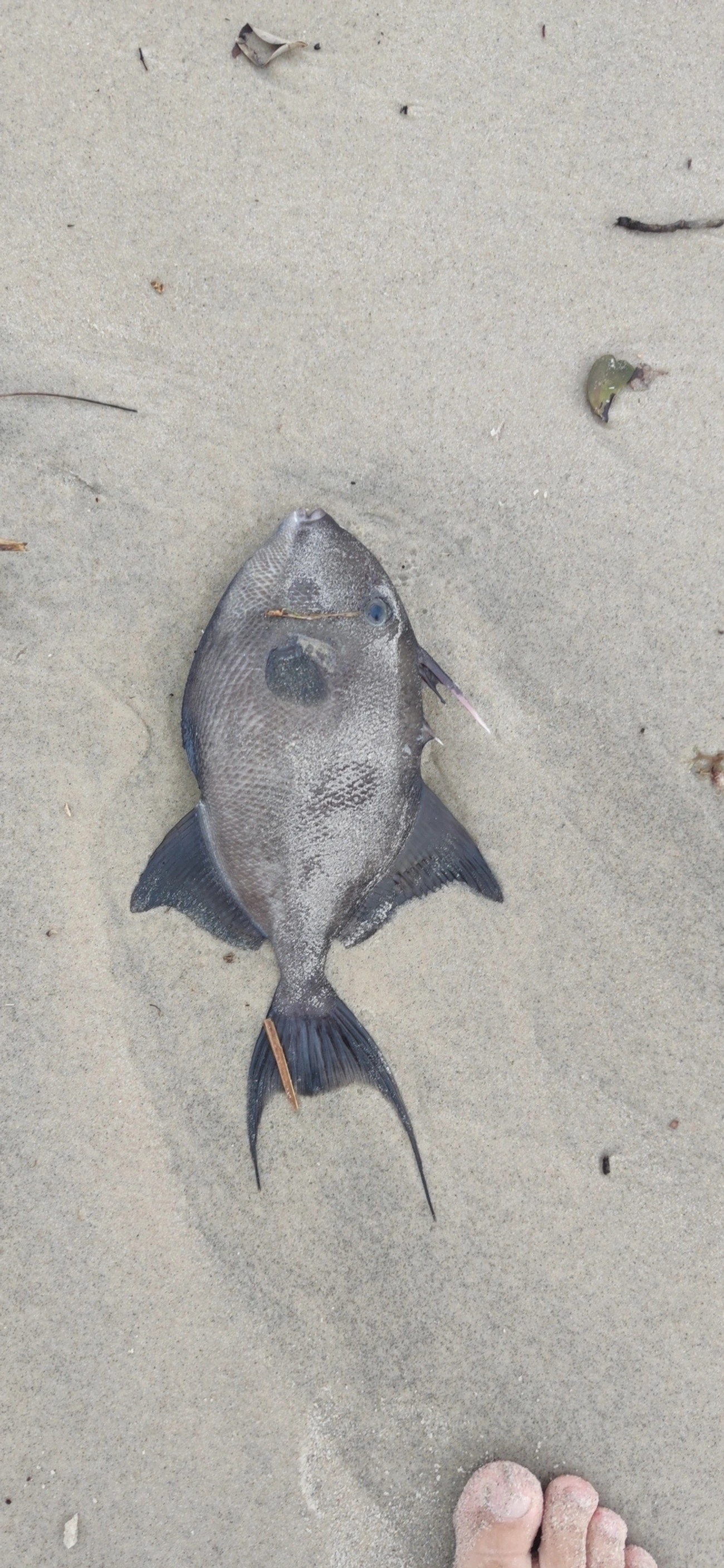 Cangulo (Balistes capriscus), peixes, fotografado em Maresias, São Sebastião