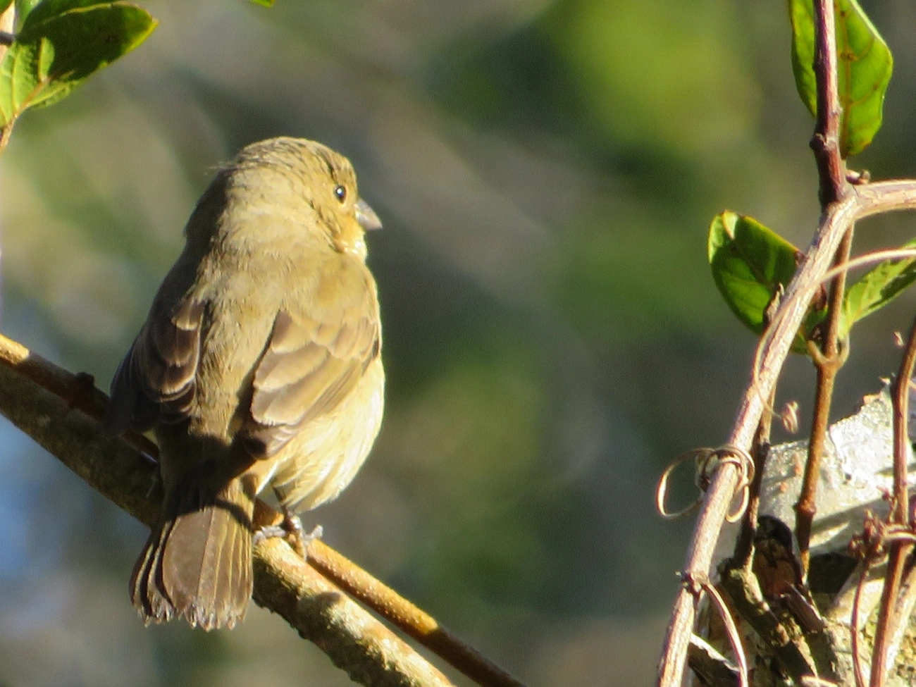 Caboclinhos e Papa-capins (Sporophila), aves, fotografado em Maresias, São Sebastião