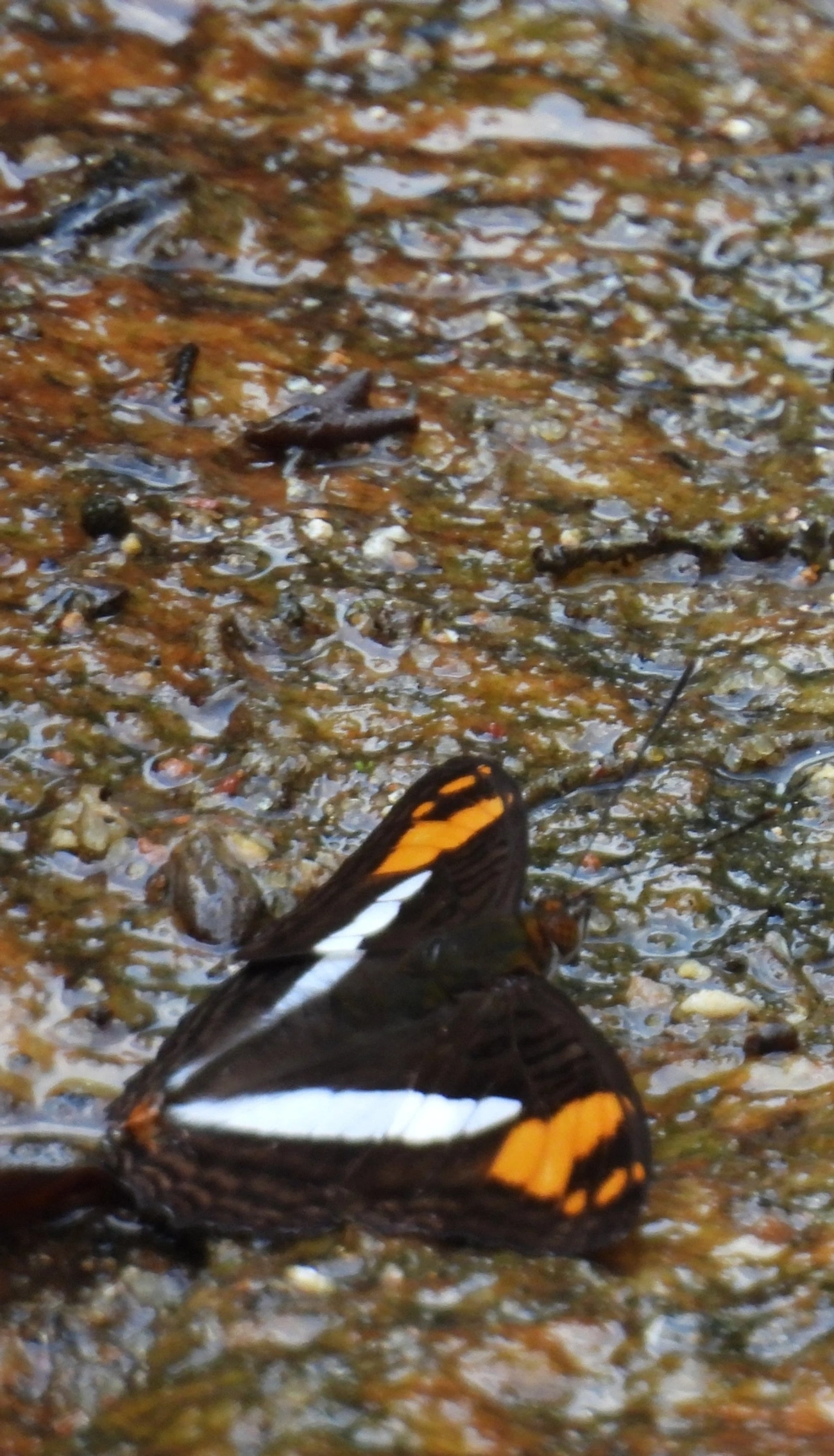 Adelpha, insetos, fotografado em Maresias, São Sebastião