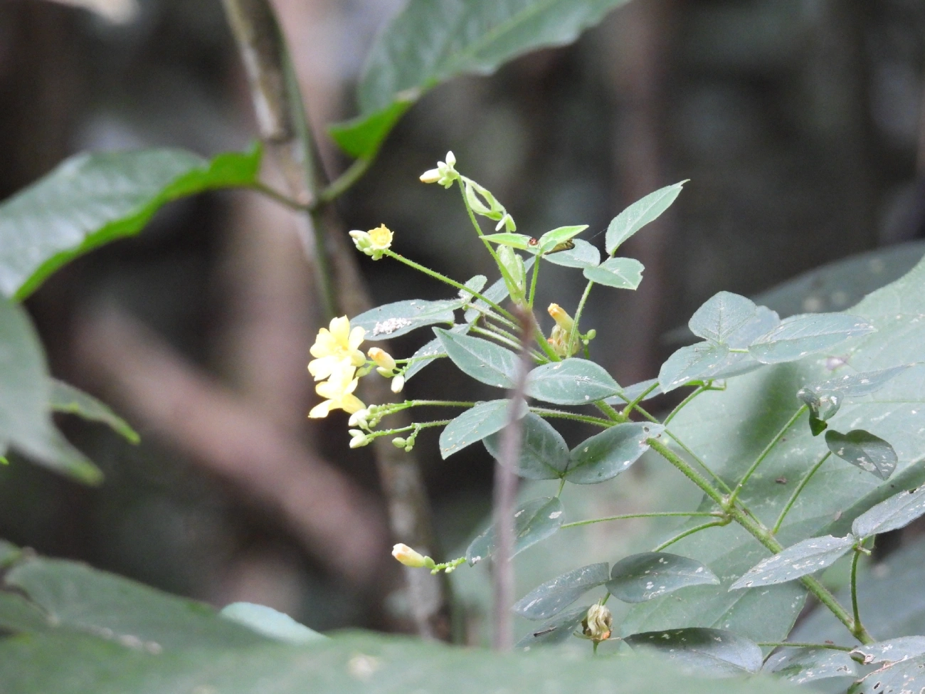 Azedinhas e Afins (Oxalis), plantas, fotografado em Guararema