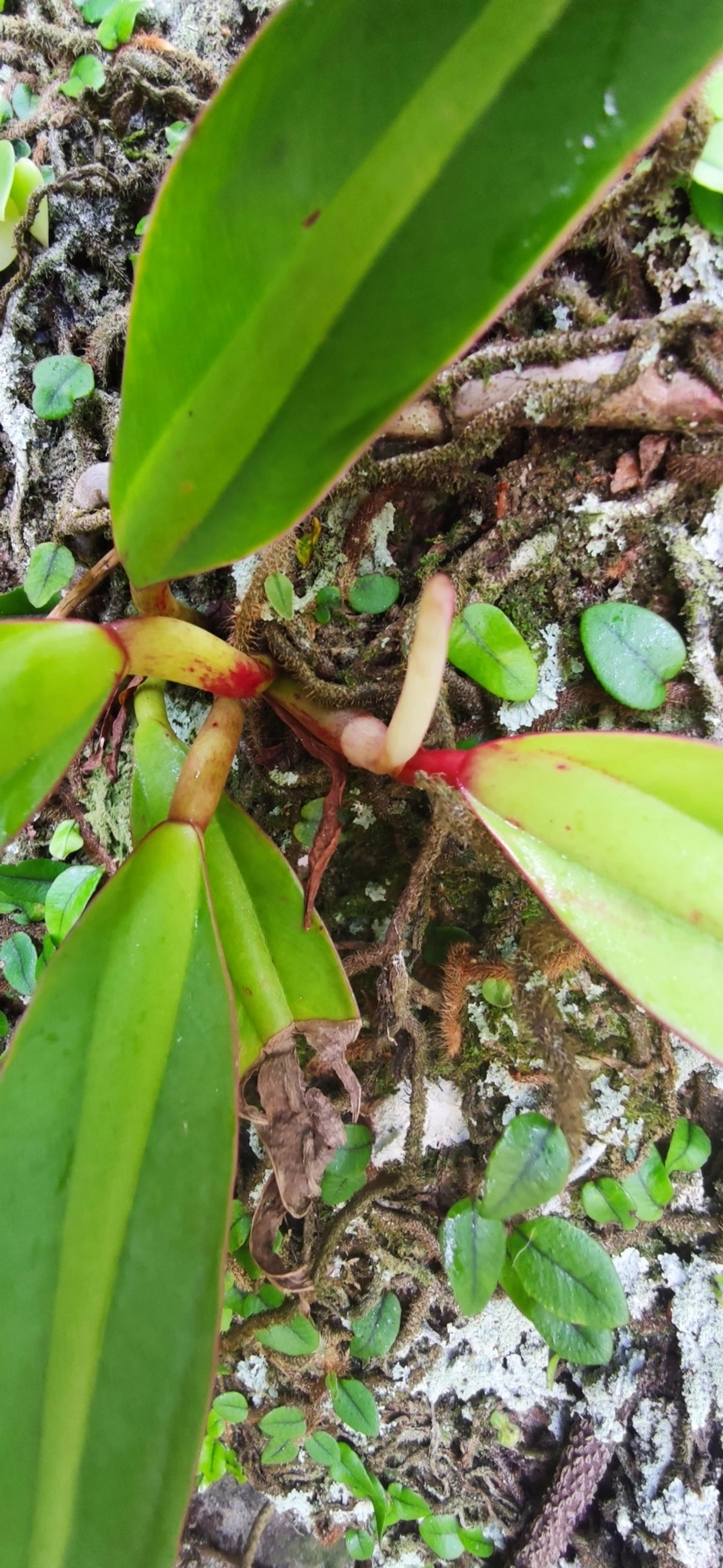 Filodendro (Philodendron crassinervium), plantas, fotografado em Paúba, São Sebastião