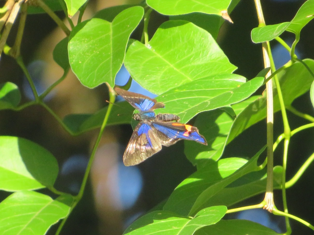 Rhetus periander, insetos, fotografado em Maresias, São Sebastião