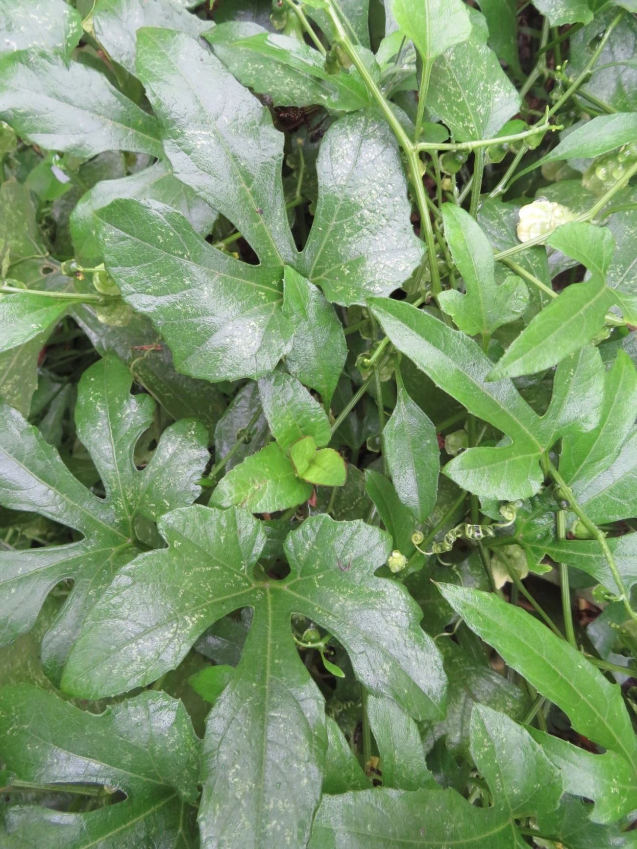 Melões (Cucurbitaceae), plantas, fotografado em Maresias, São Sebastião