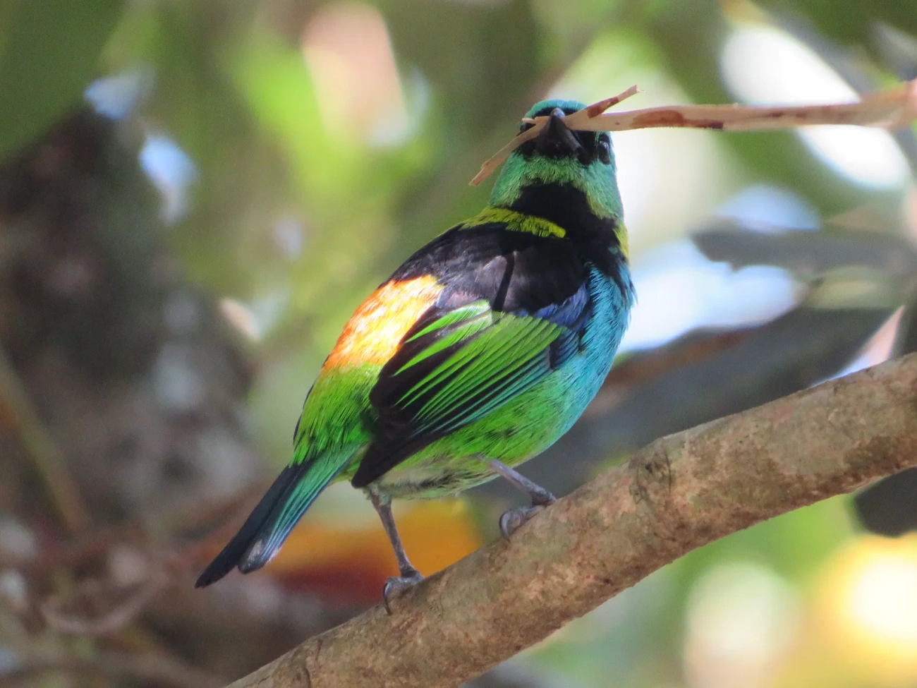 Saíra-sete-cores (Tangara seledon), aves, fotografado em Maresias, São Sebastião