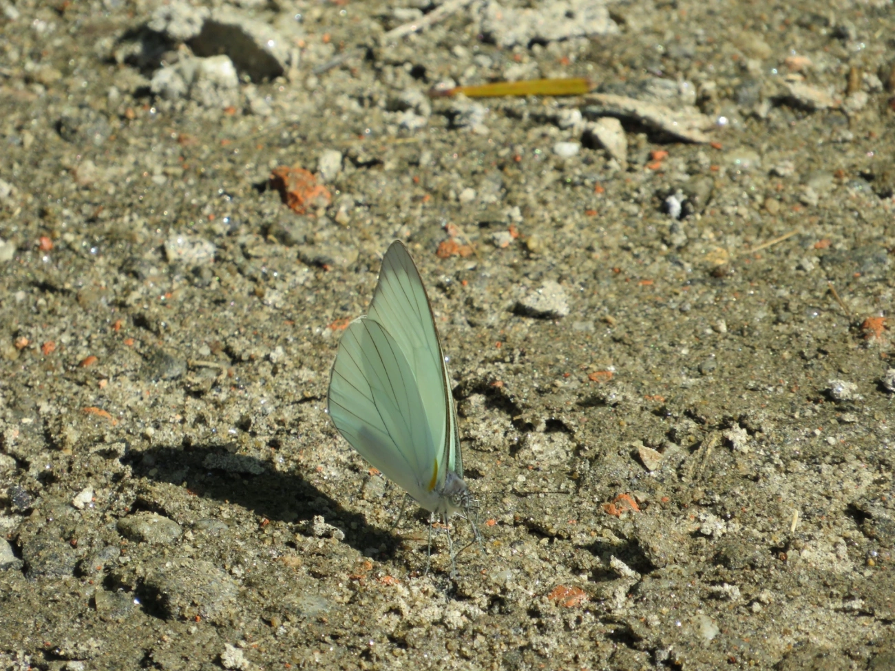 Branca-de-olhos-verdes (Leptophobia aripa), insetos, fotografado em Maresias, São Sebastião