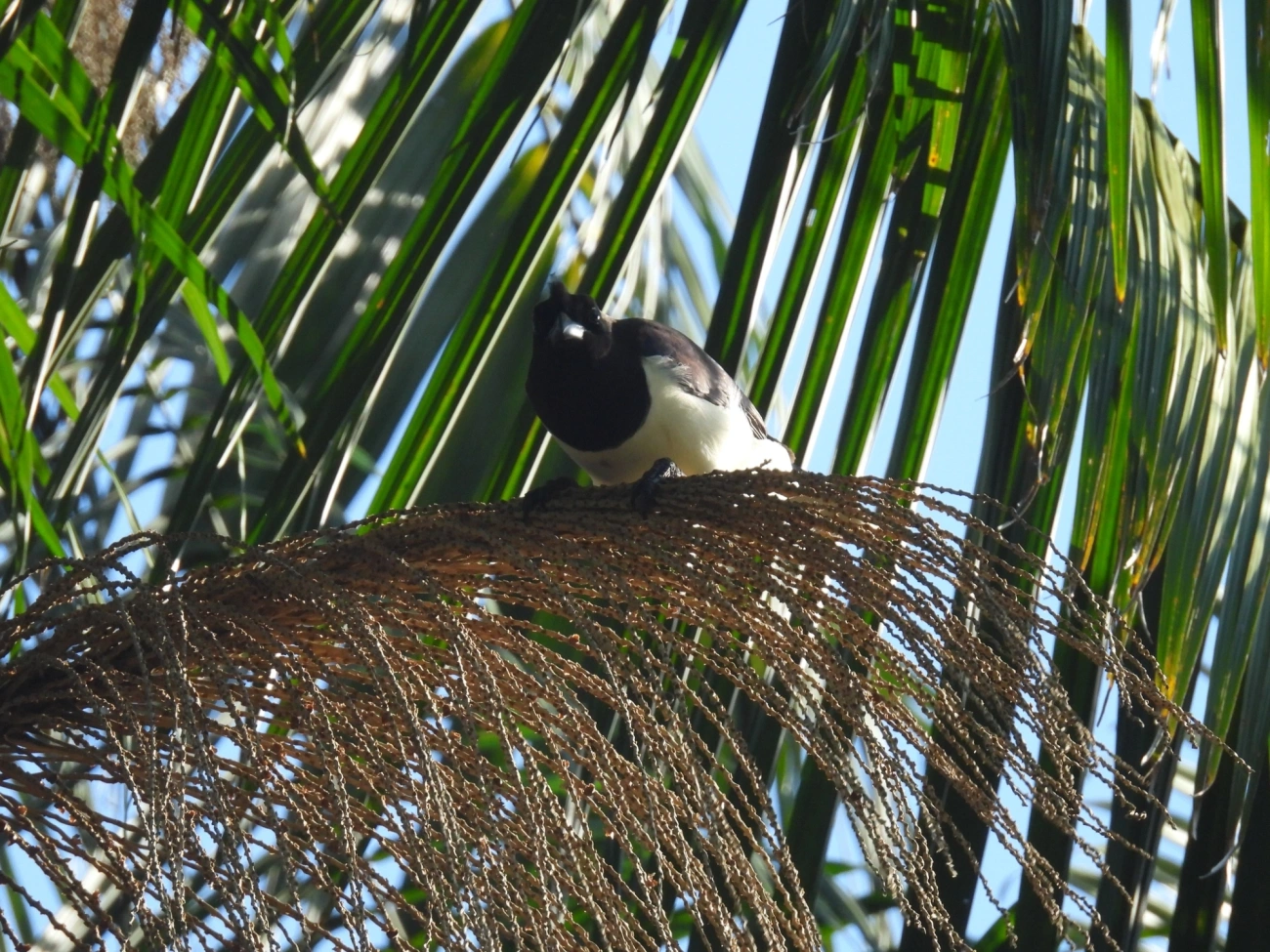 Gralha-do-campo (Cyanocorax cristatellus), aves, fotografado em Serrinha do Alambari
