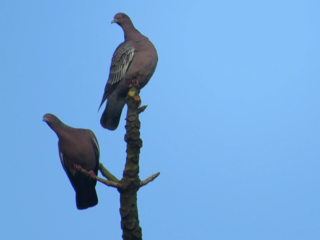 Asa-branca (Patagioenas picazuro), aves, fotografado em Maresias, São Sebastião