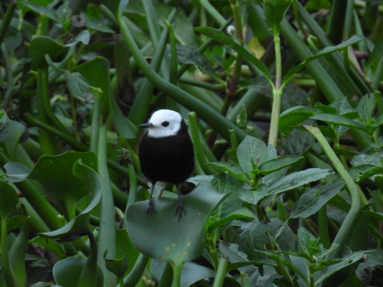 Freirinha (Arundinicola leucocephala), aves, fotografado em Centro, Caraguatatuba