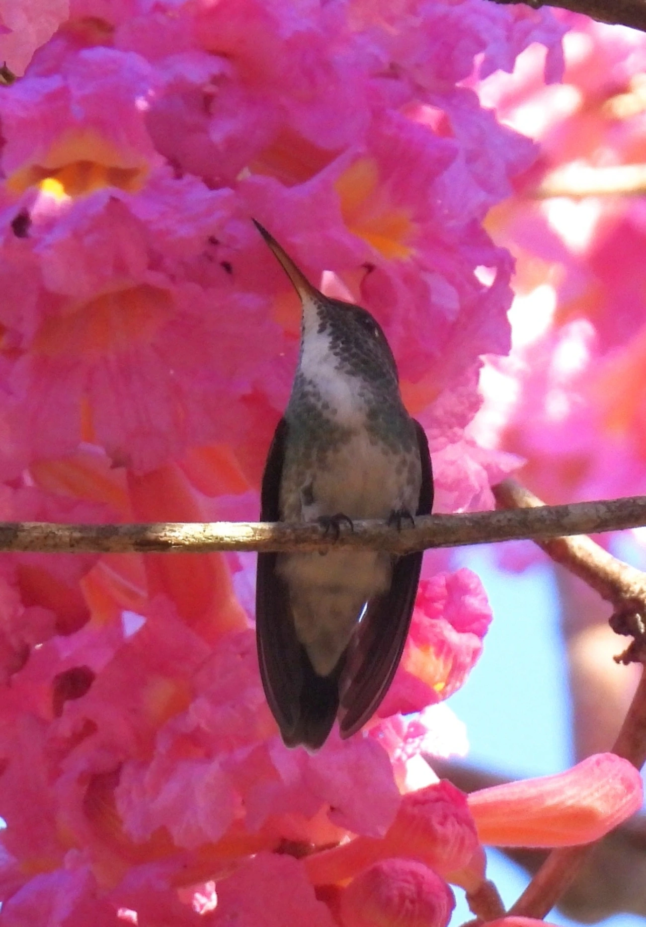 Beija-flor-de-banda-branca (Chrysuronia versicolor), aves, fotografado em Paúba, São Sebastião
