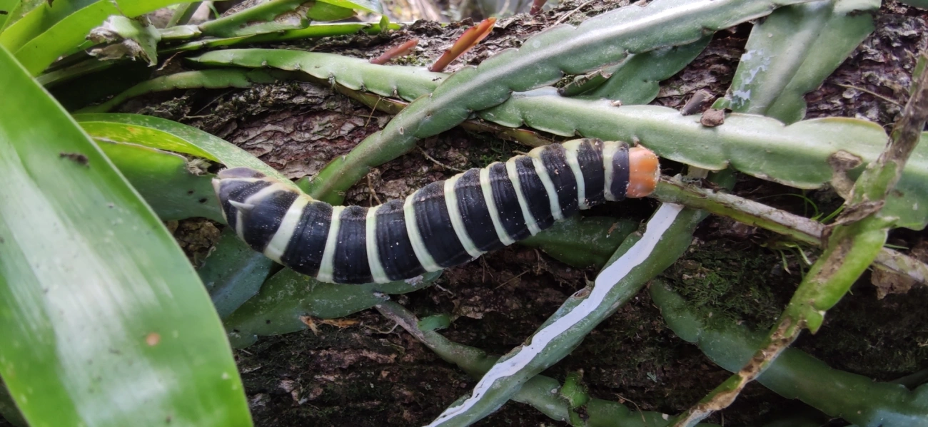 Pachylia syces, insetos, fotografado em Maresias, São Sebastião