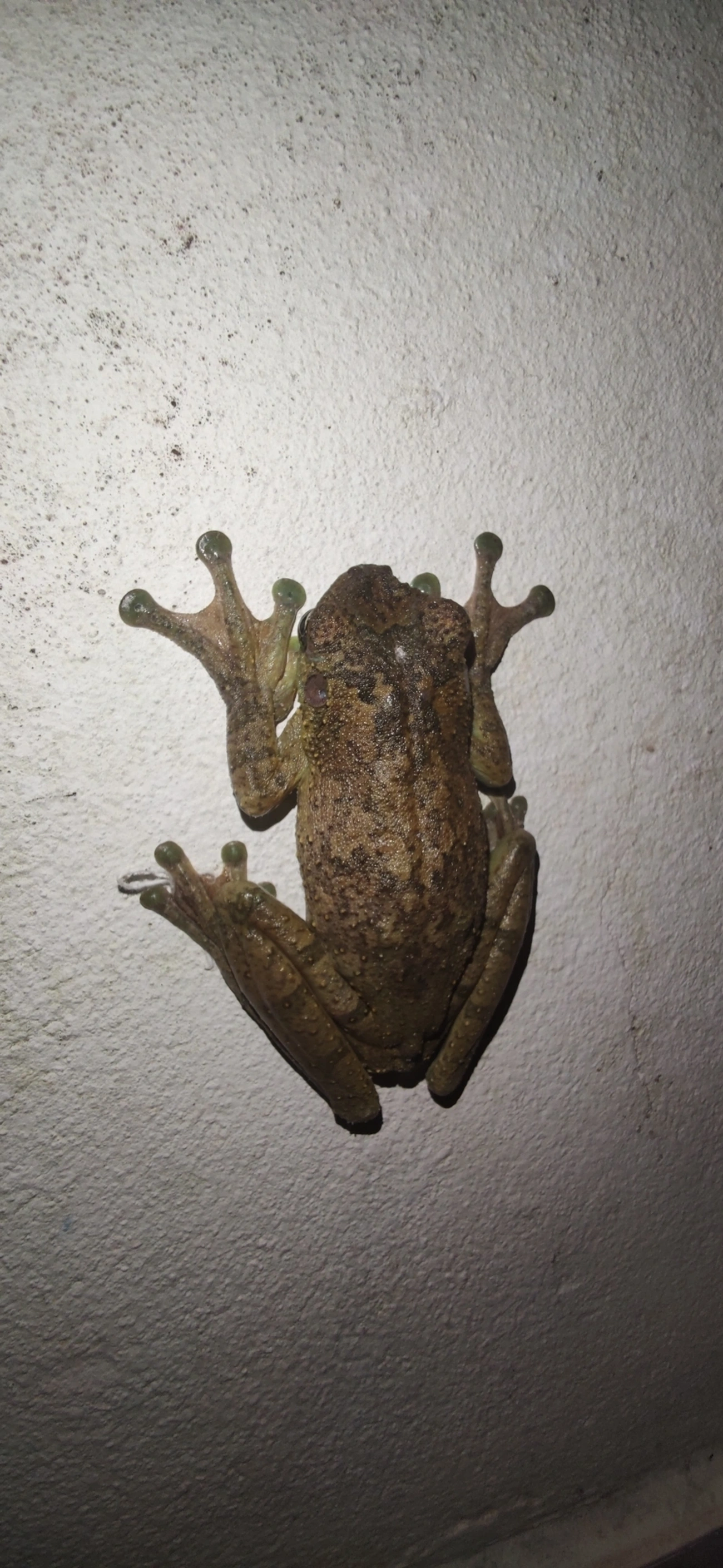 Perereca-Castanhola (Itapotihyla langsdorffii), anfíbios, fotografado em Maresias, São Sebastião