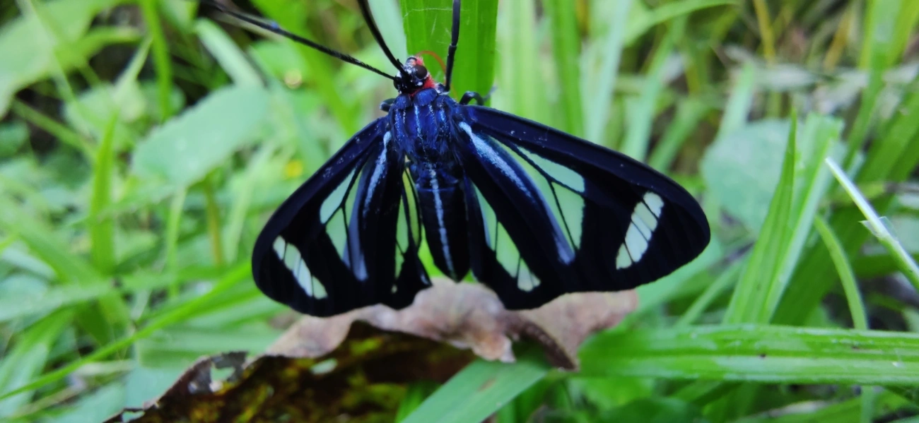 Agyrta dux, insetos, fotografado em Maresias, São Sebastião