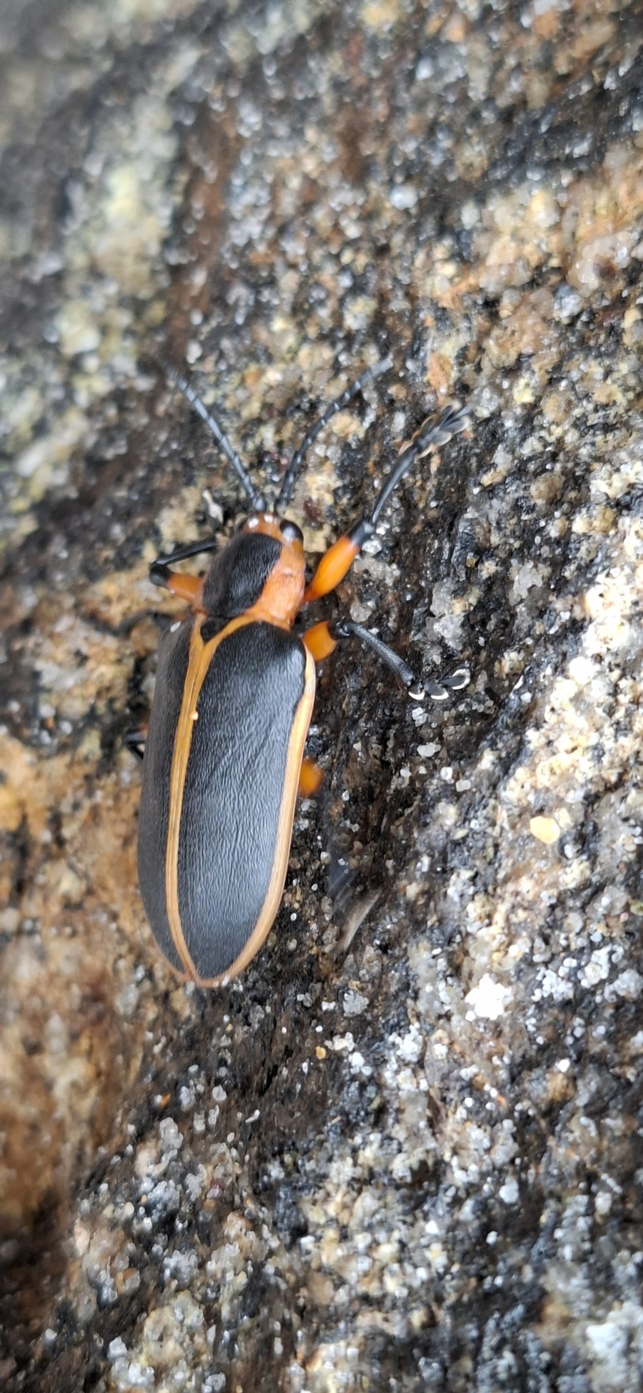 Mecistomela marginata, insetos, fotografado em Maresias, São Sebastião