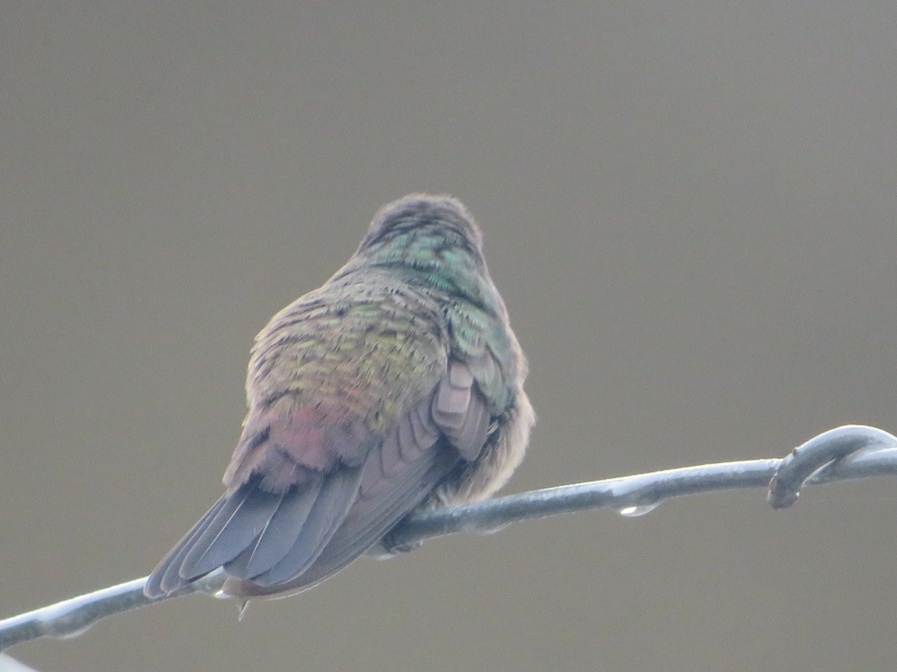 Beija-flor-roxo (Chlorestes cyanus), aves, fotografado em Maresias, São Sebastião