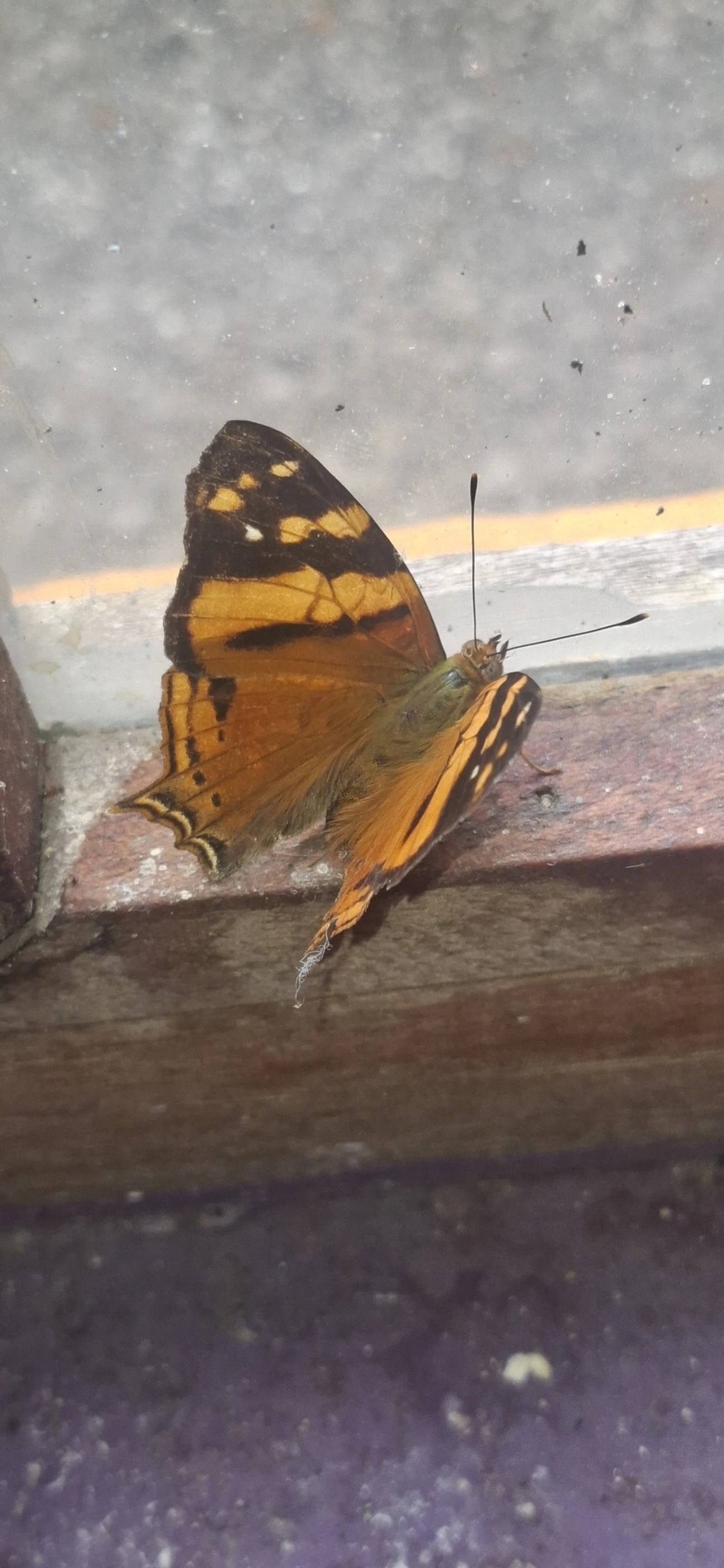 Mapa-laranja (Hypanartia lethe), insetos, fotografado em Queluz