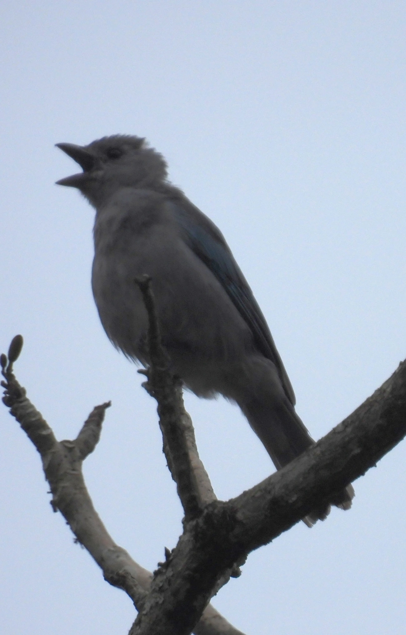 Sanhaço-cinzento (Thraupis sayaca), aves, fotografado em Santa Isabel
