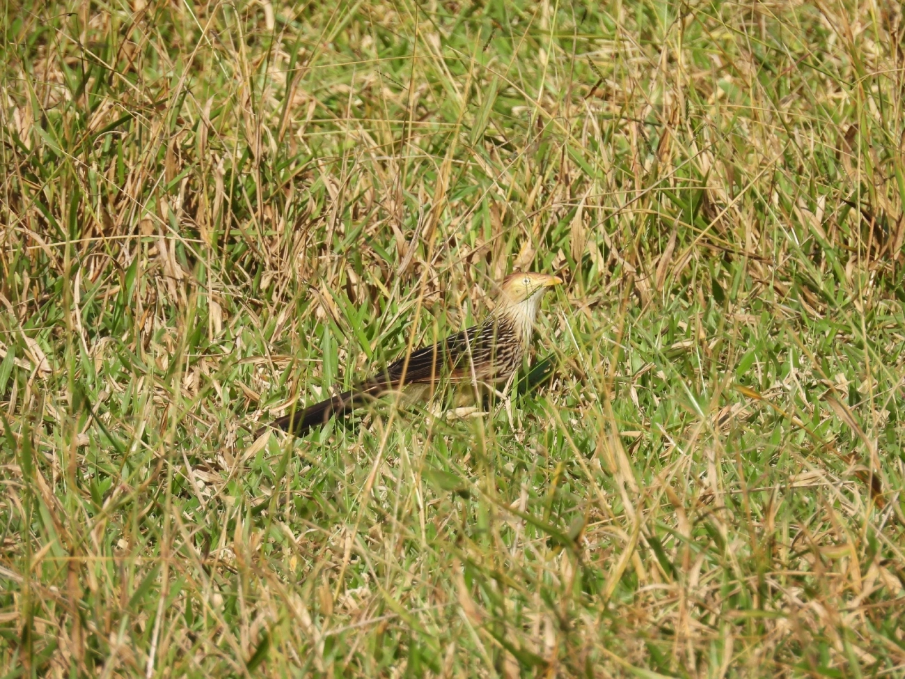 Anu-branco (Guira guira), aves, fotografado em Bragança Paulista