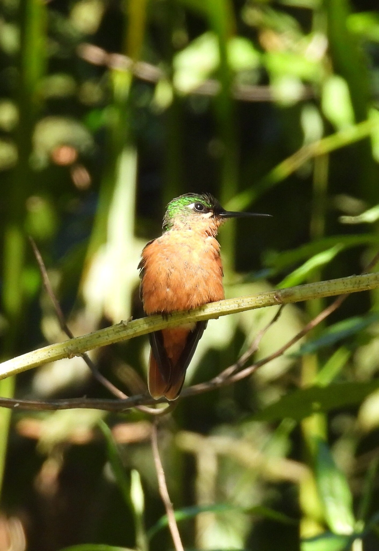 Beija-flor-rubi (Heliodoxa rubricauda), aves, fotografado em Resende