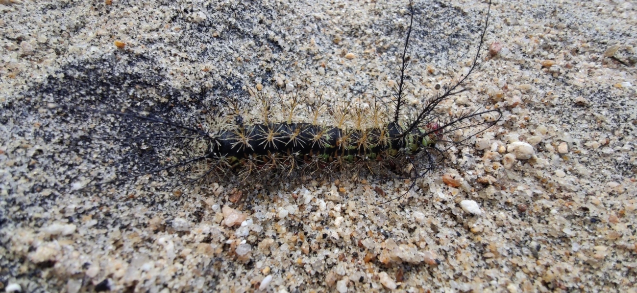 Borboletas e traças (Lepidoptera), insetos, fotografado em Caraguatatuba