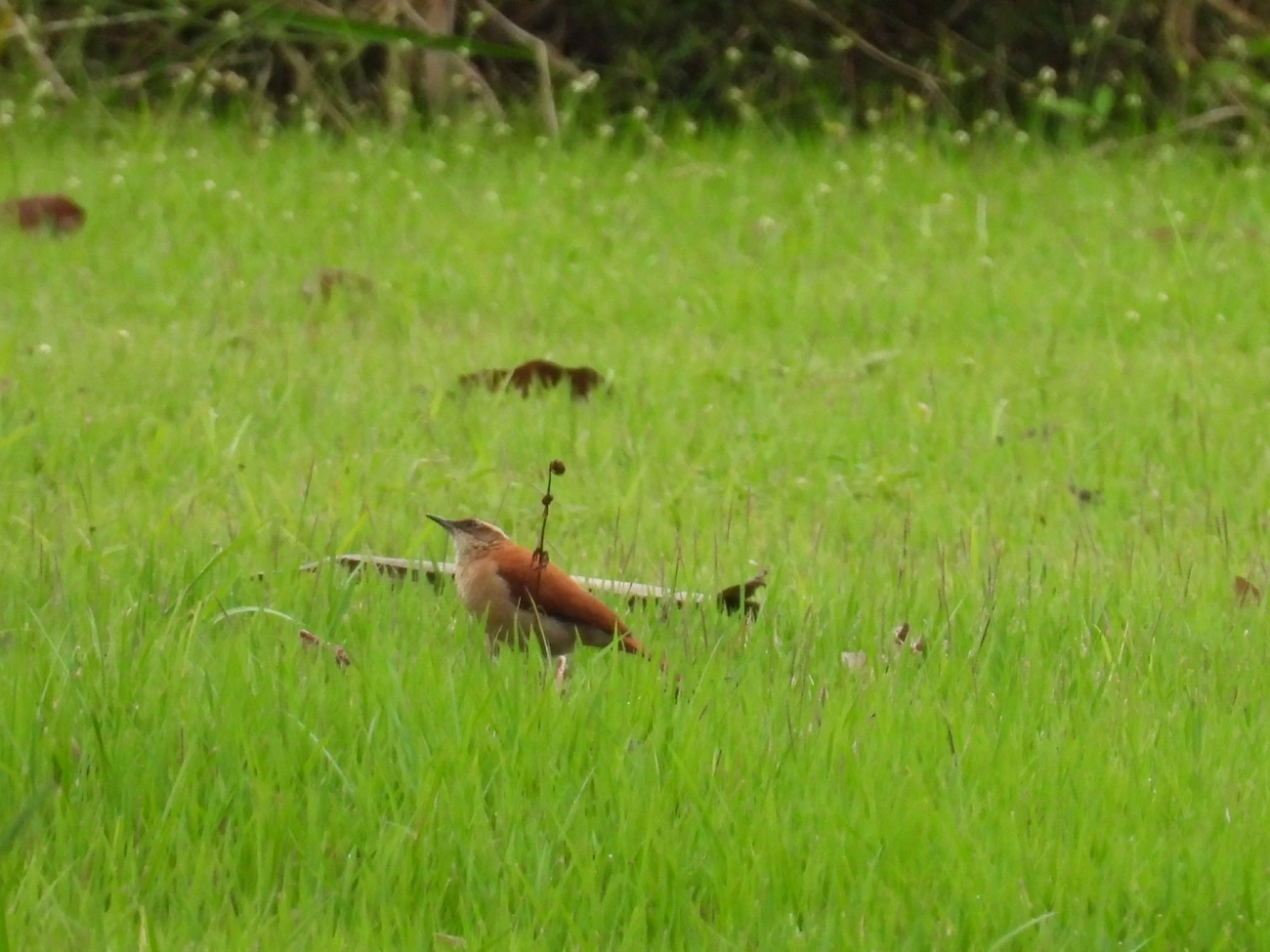 Casaca-de-Couro-da-Lama (Furnarius figulus), aves, fotografado em Indaiá, Caraguatatuba