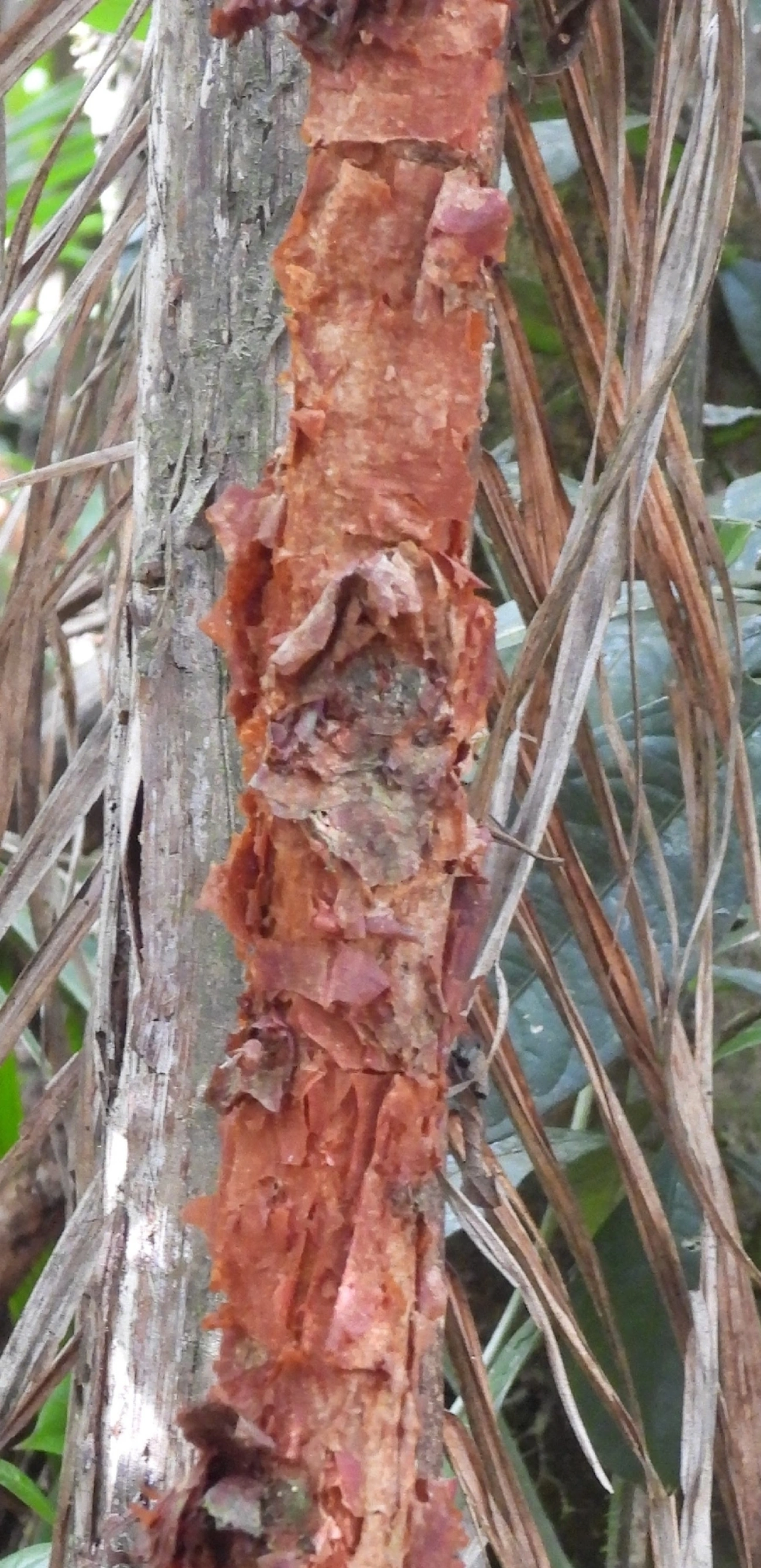 Plantas (Plantae), plantas, fotografado em Queluz