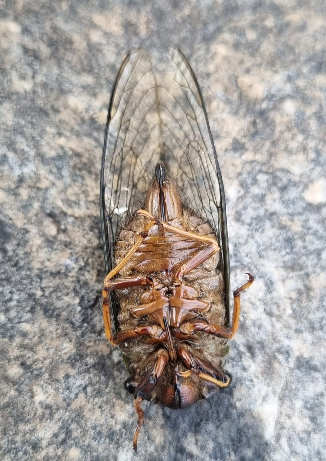 Cigarras típicas (Cicadidae), insetos, fotografado em Itu