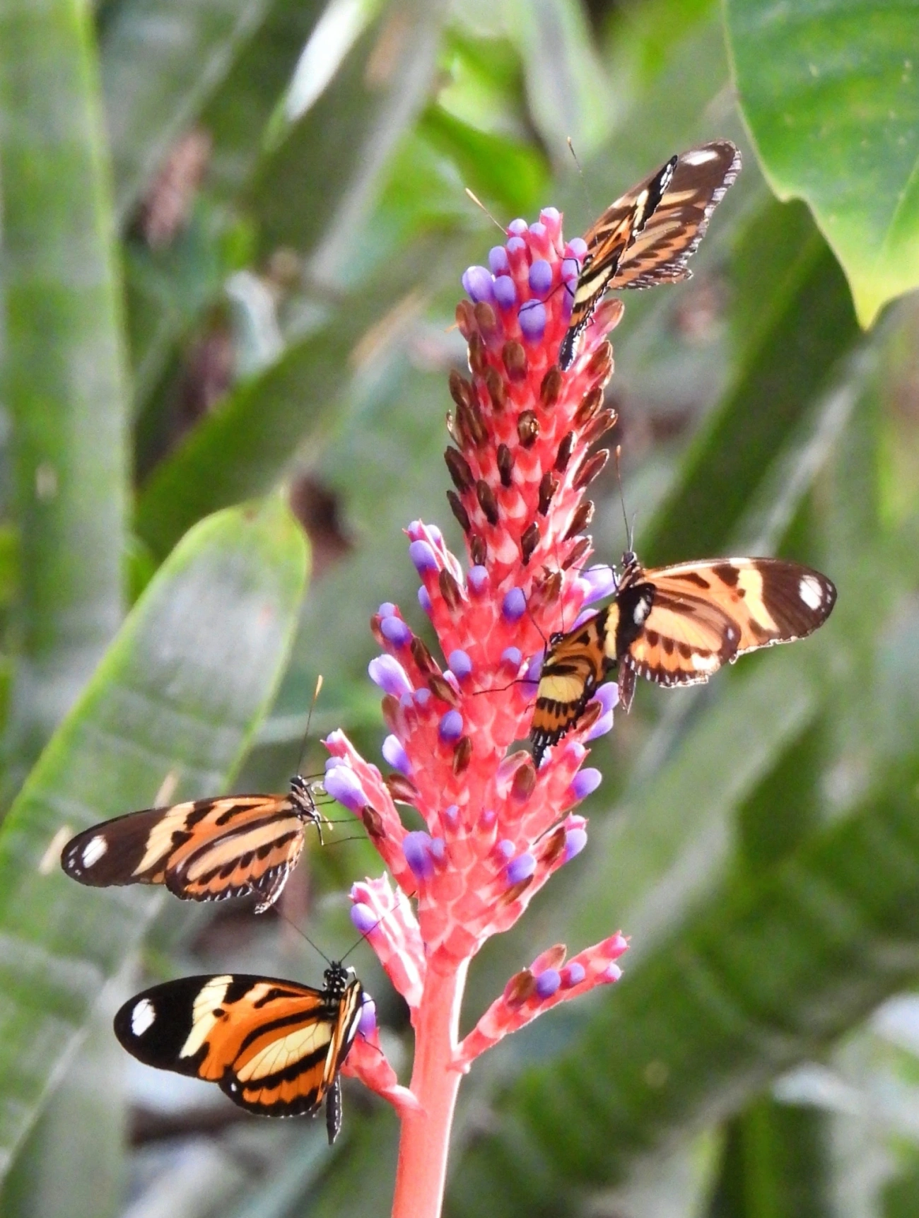 Maria-boba (Heliconius ethilla), insetos, fotografado em Maresias, São Sebastião