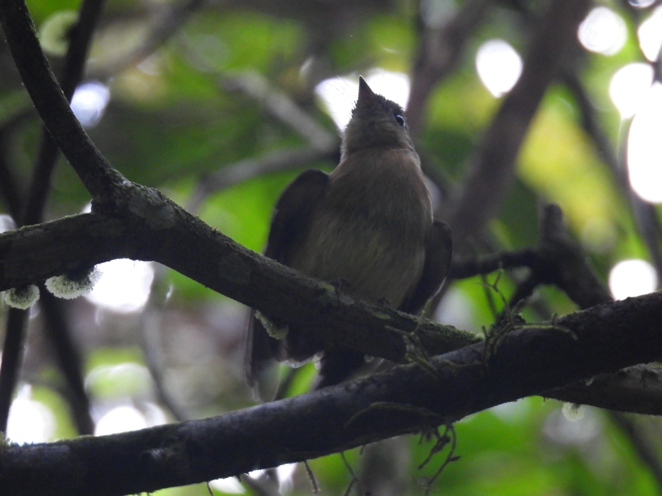 Assanhadinho (Myiobius barbatus), aves, fotografado em Boiçucanga, São Sebastião