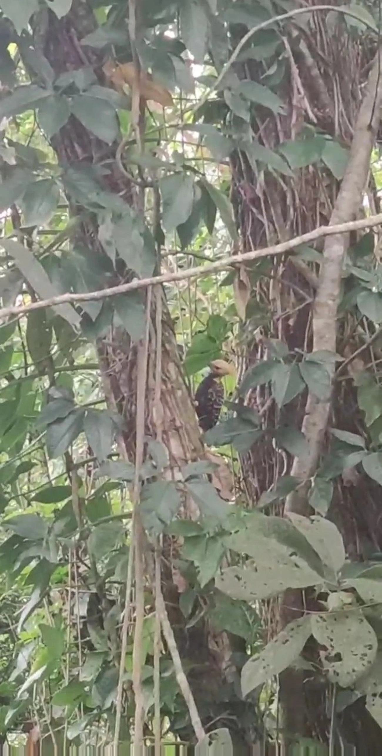 Pica-Pau-de-Cabeça-Amarela (Celeus flavescens), aves, fotografado em Maresias, São Sebastião