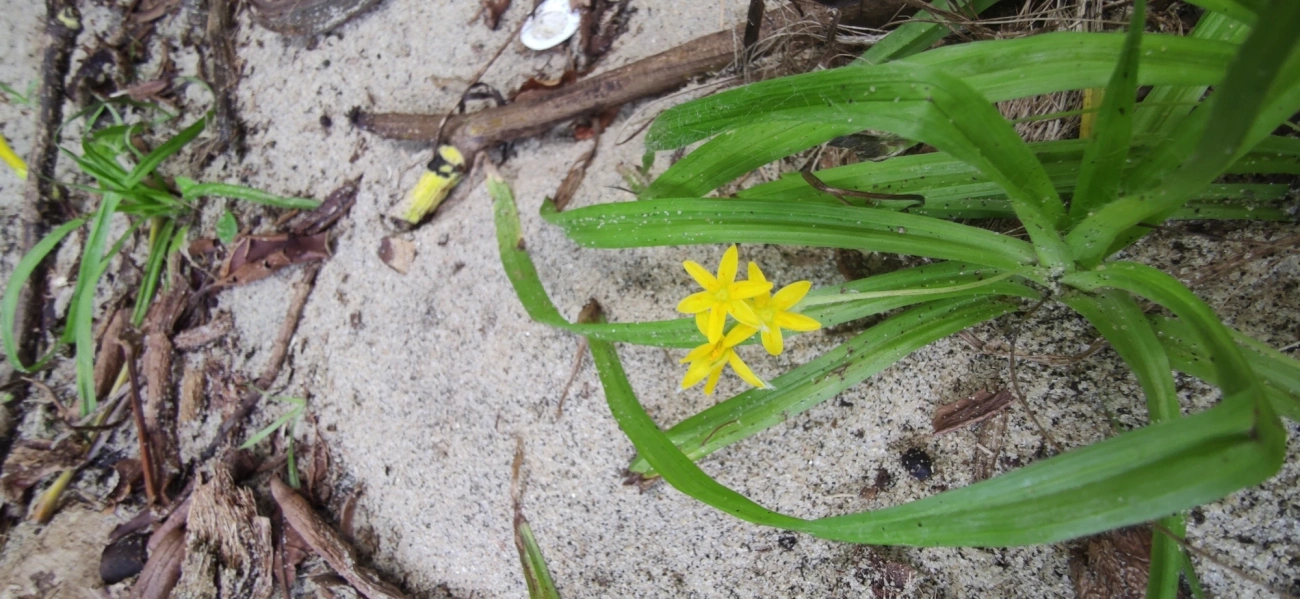 Tiririca-de-Flor-Amarela (Hypoxis decumbens), plantas, fotografado em Paúba, São Sebastião
