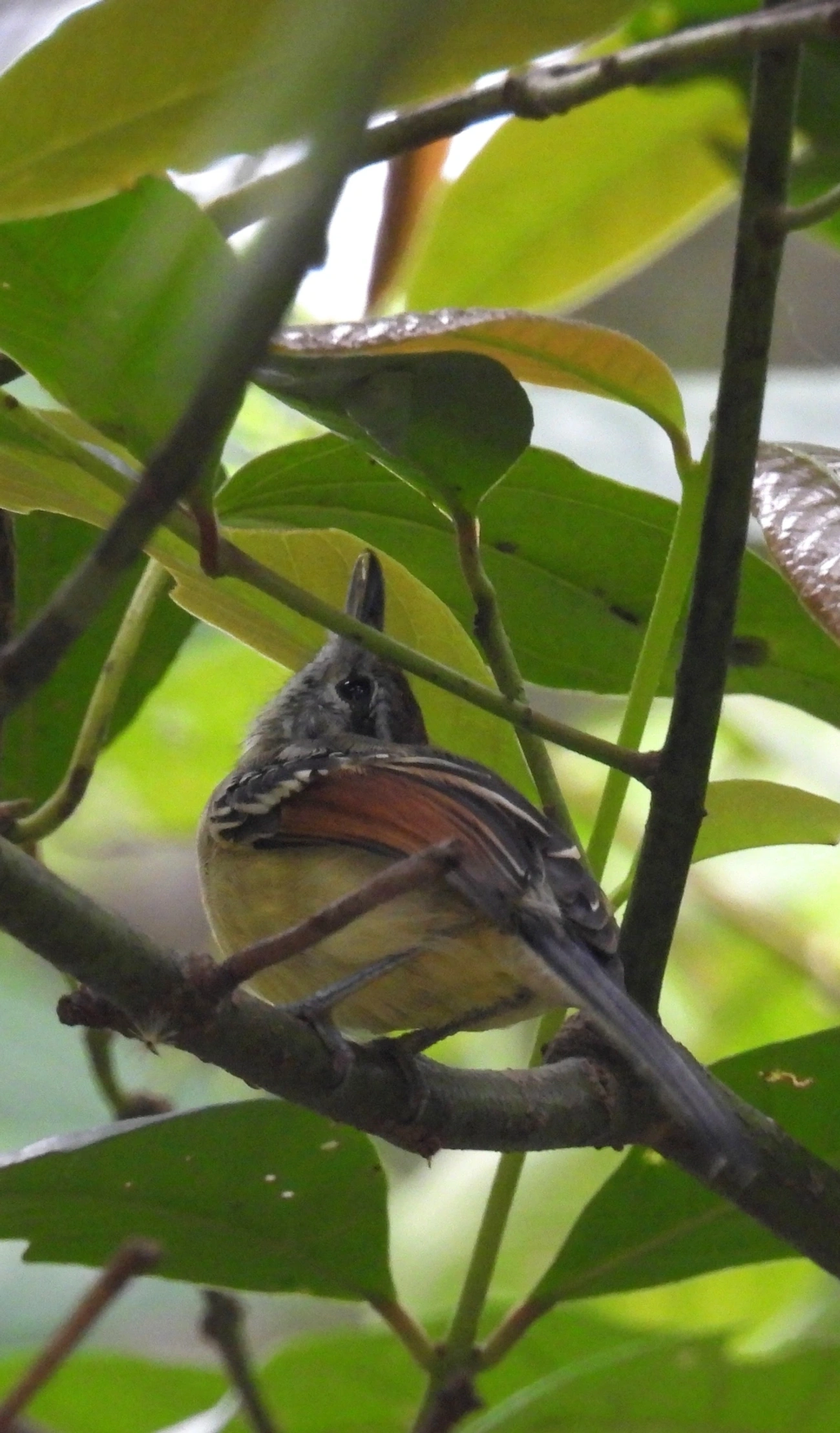 Chorozinho-de-Asa-Vermelha (Herpsilochmus rufimarginatus), aves, fotografado em Maresias, São Sebastião