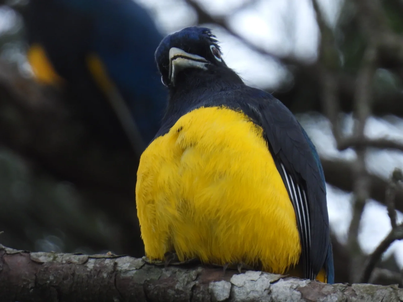 Surucuá-de-barriga-amarela (Trogon viridis), aves, fotografado em Maresias, São Sebastião