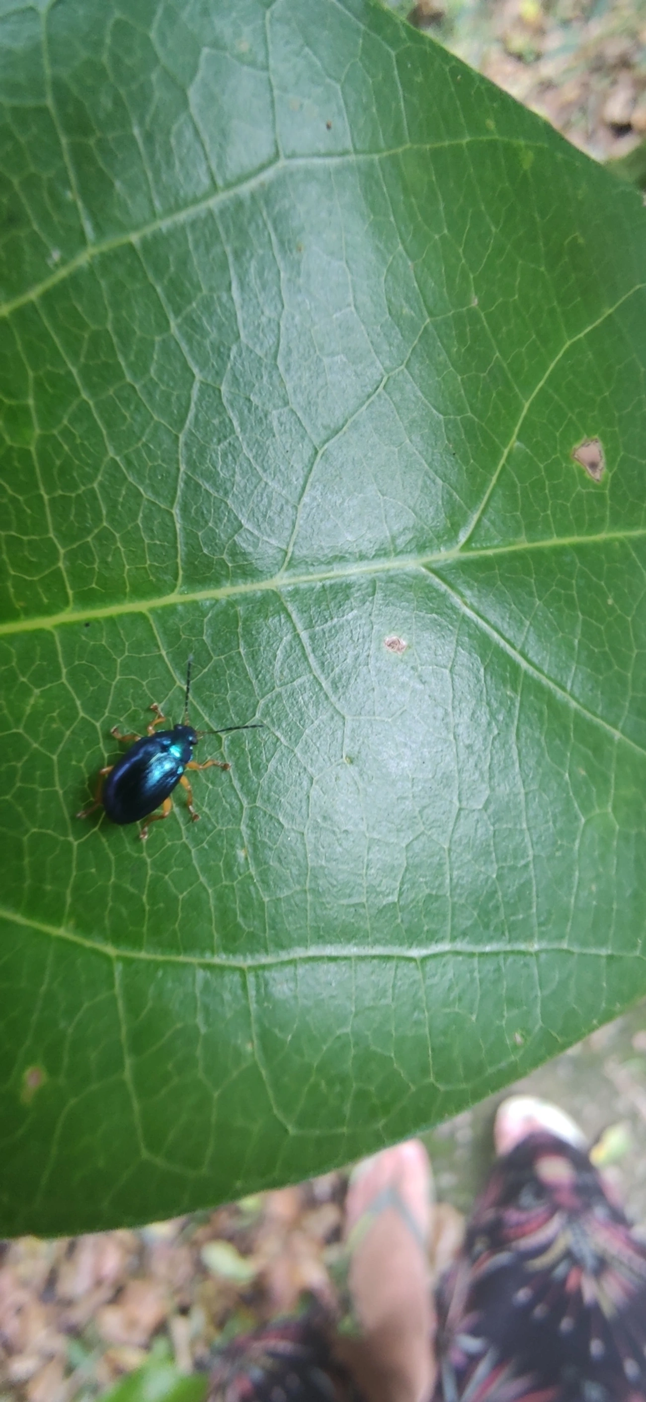 Eumolpini, insetos, fotografado em Maresias, São Sebastião