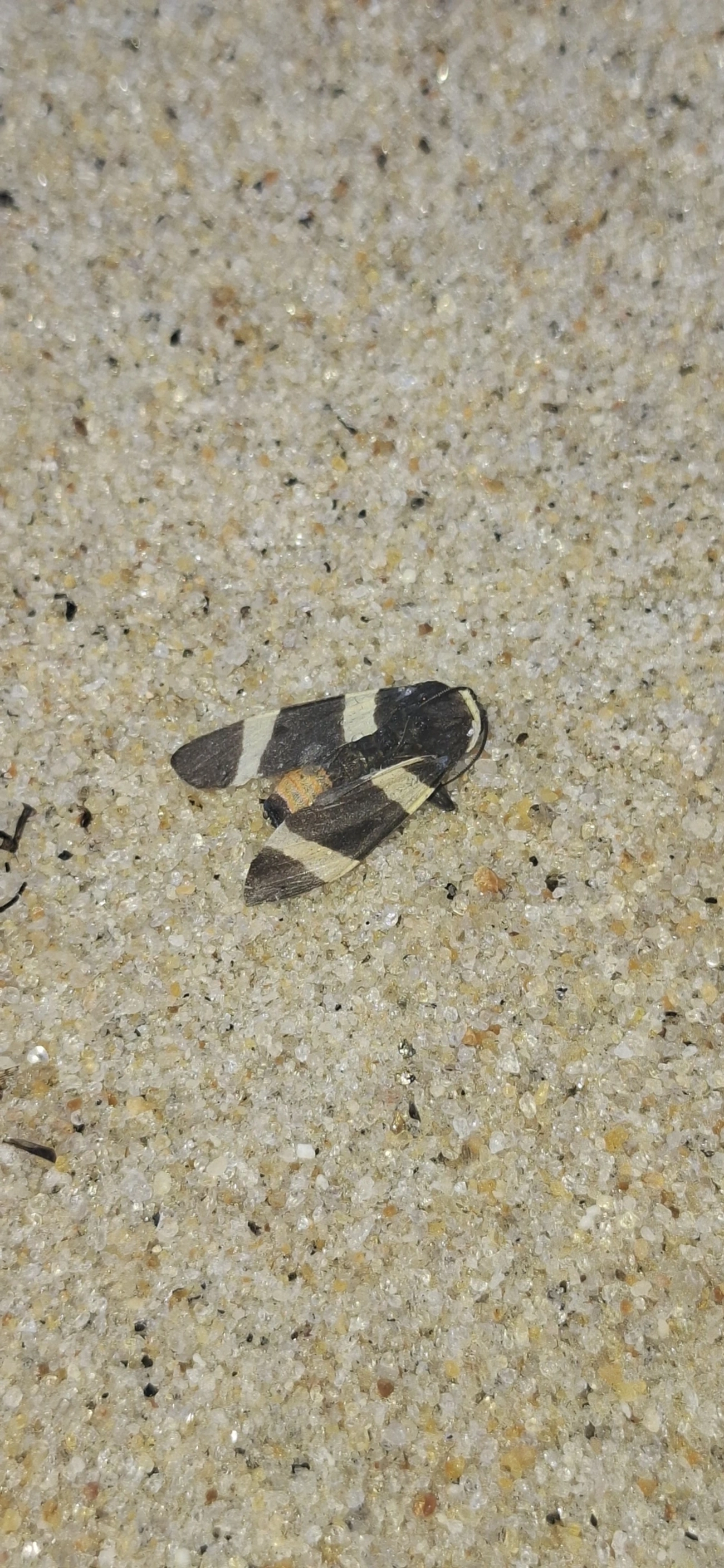 Erebidae, insetos, fotografado em São Sebastião