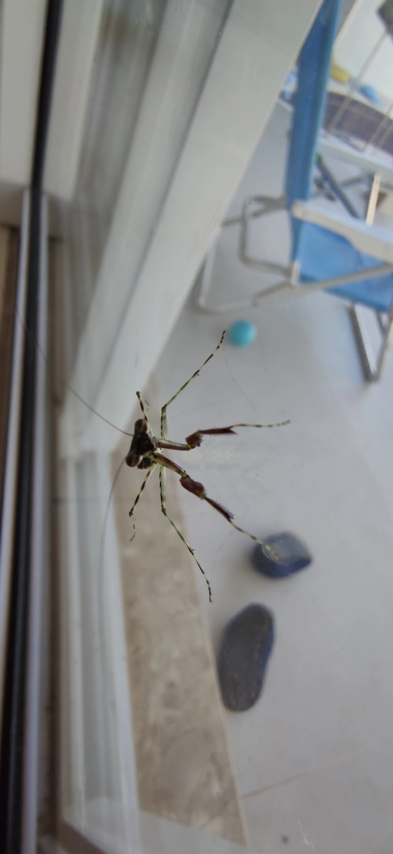 Liturgusidae, insetos, fotografado em Maresias, São Sebastião