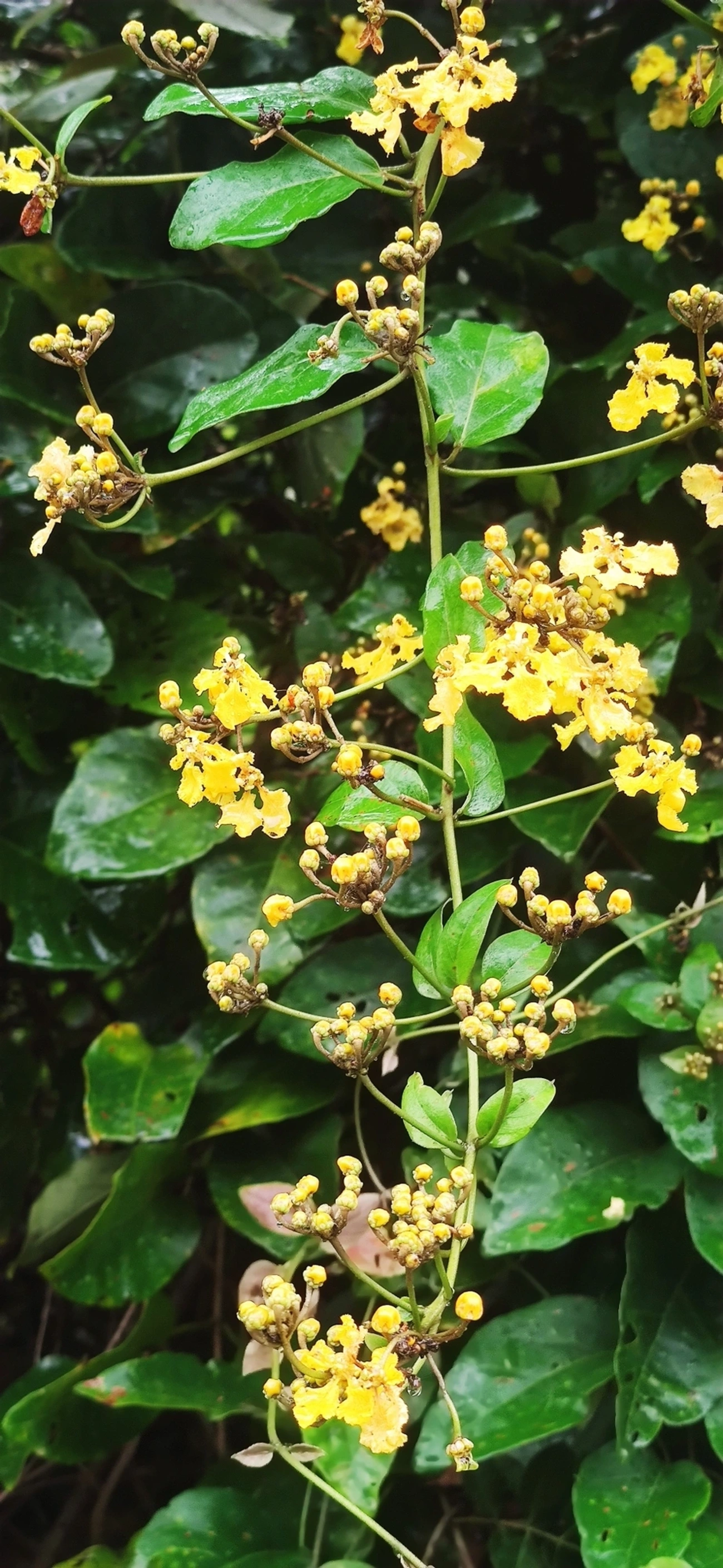 Stigmaphyllon, plantas, fotografado em Maresias, São Sebastião