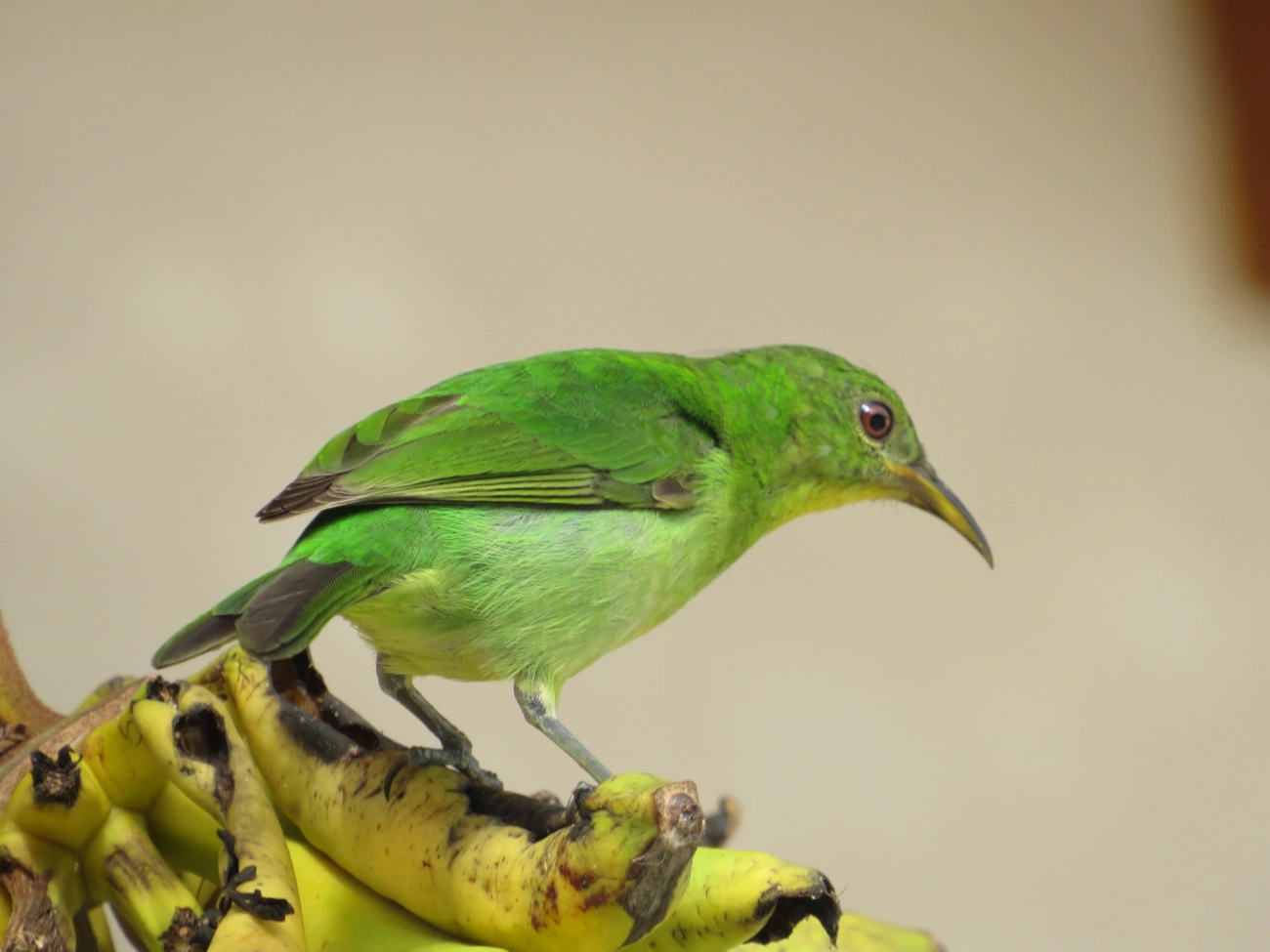 Saí-verde (Chlorophanes spiza), aves, fotografado em Maresias, São Sebastião